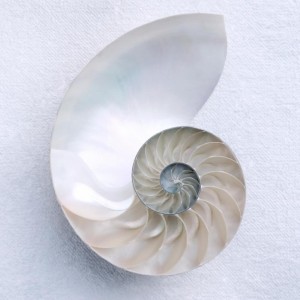 shell